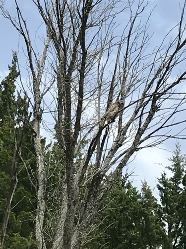 Barred Owl photographed in Kansas