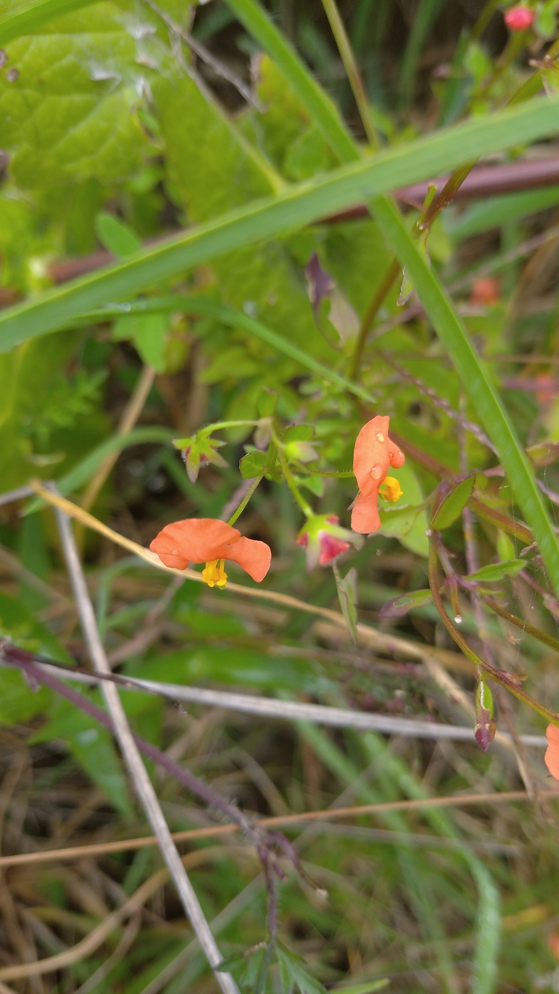 Alonsoa meridionalis image