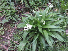 Allium ursinum