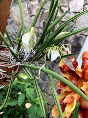 Brassavola