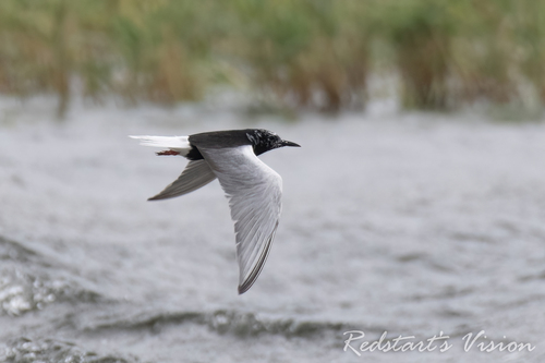 iNaturalist image
