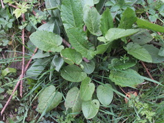 Rumex obtusifolius