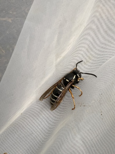 Red-banded Yellowjacket
