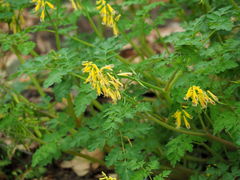 Corydalis heterocarpa
