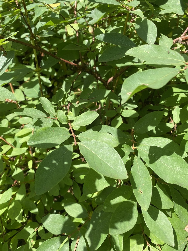 Lonicera caerulea, Одинцовский район, Московская Область, RU