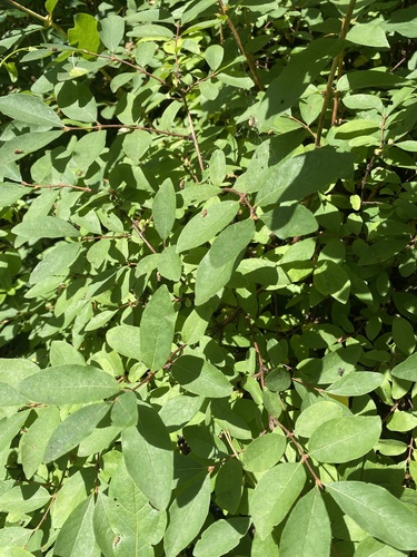 Lonicera caerulea