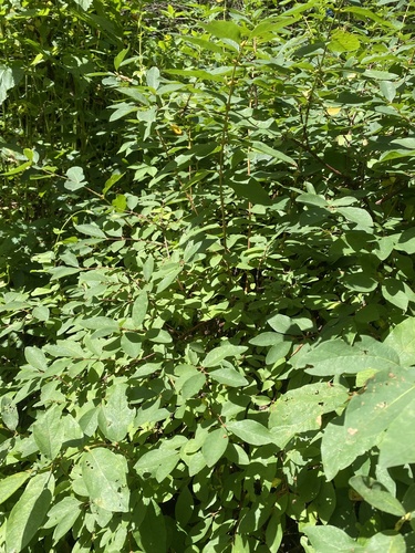 Lonicera caerulea