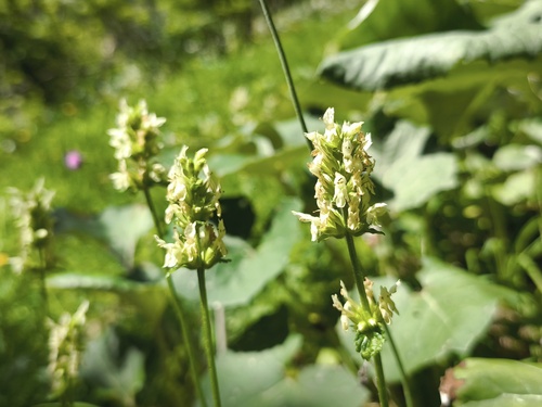 Betonica alopecuros (Betonica alopecuros)