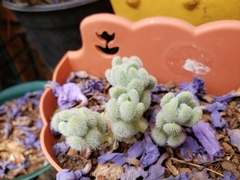 Sedum mocinianum