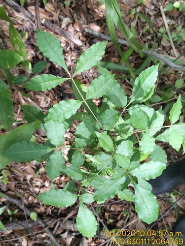 Zanthoxylum caribaeum