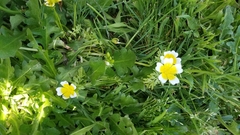Limnanthes
