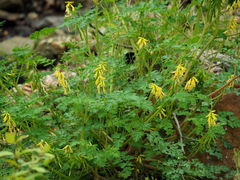 Corydalis heterocarpa