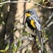 Audubon's Warbler - Photo (c) M.L. Watson, some rights reserved (CC BY-NC-ND)