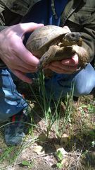 Testudo graeca