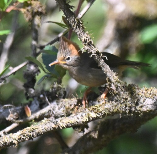 Yuhina occipitalis observed 2026-06-02