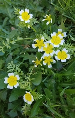 Limnanthes