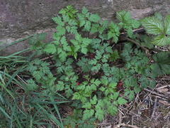Geranium robertianum