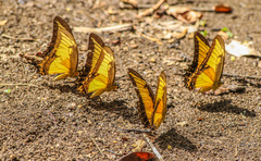 Heraclides androgeus