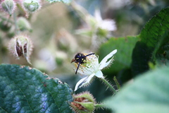 Dolichovespula sylvestris