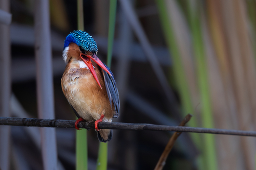 iNaturalist: (c) John Gale, some rights reserved (CC BY-NC), uploaded by John Gale iNaturalist image
