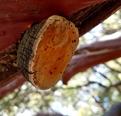 Phellinus arctostaphyli