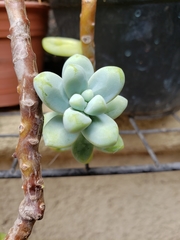 Sedum treleasei