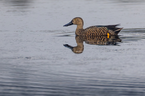 iNaturalist: (c) John Gale, some rights reserved (CC BY-NC), uploaded by John Gale iNaturalist image