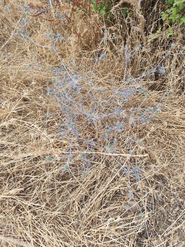 Eryngium creticum, photograph 4