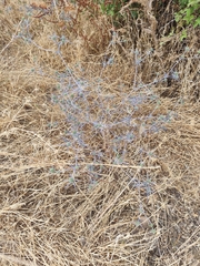 (c) Mustafa Arisli, some rights reserved (CC BY) Eryngium creticum, photograph (c) Mustafa Arisli, some rights reserved (CC BY)