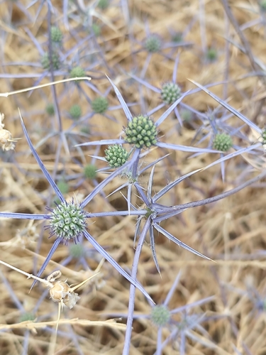 Eryngium creticum, photograph 5