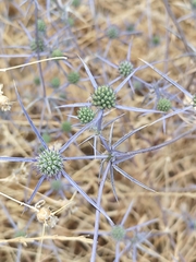 (c) Mustafa Arisli, some rights reserved (CC BY) Eryngium creticum, photograph (c) Mustafa Arisli, some rights reserved (CC BY)