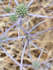 Eryngium creticum, photograph (c) Mustafa Arisli, some rights reserved (CC BY)