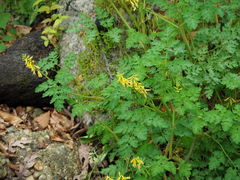Corydalis heterocarpa