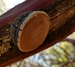 Phellinus arctostaphyli