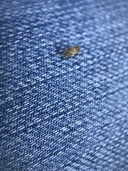 Vesperocoris paddocki