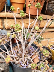 Echeveria macdougallii