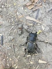 Dorcus parallelipipedus