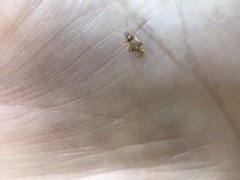 Vesperocoris paddocki