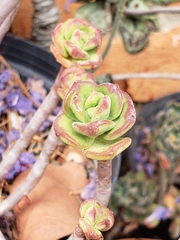 Echeveria macdougallii