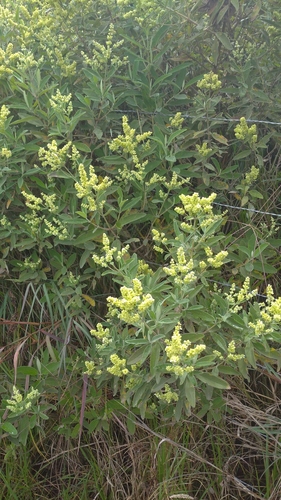 Lepechinia betonicifolia image