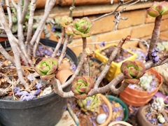 Echeveria macdougallii