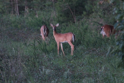 White-tailed Deer