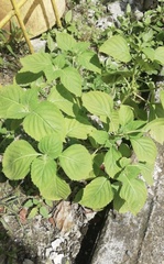 Acalypha indica