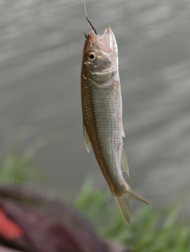 Chinese Hooksnout Carp