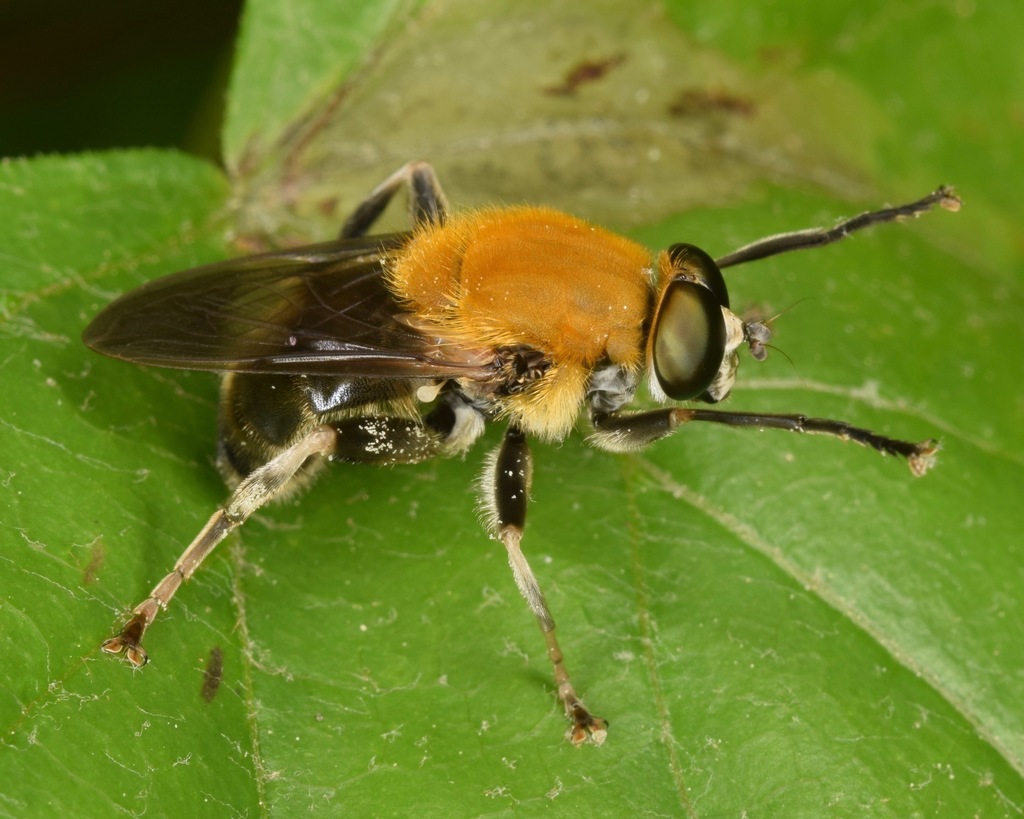 Goldenback