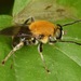 Pterallastes thoracicus - Photo (c) skitterbug, algunos derechos reservados (CC BY)