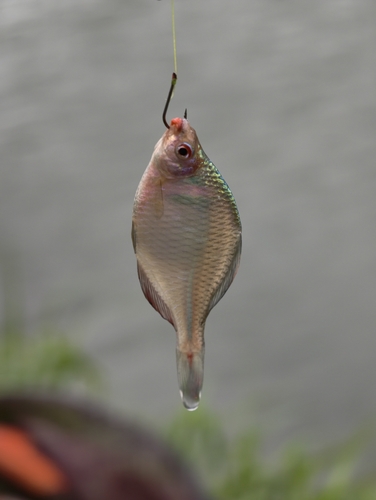 Rosy Bitterling