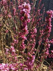 Daphne mezereum