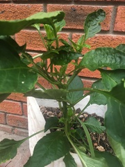 Capsicum annuum annuum