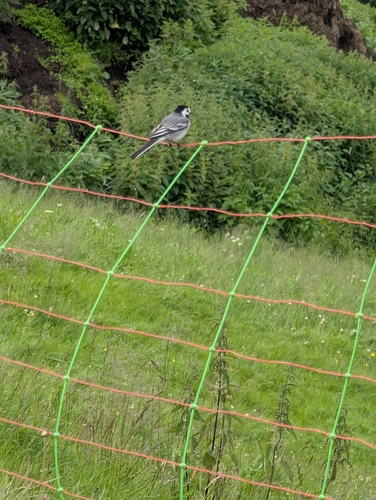 White Wagtail